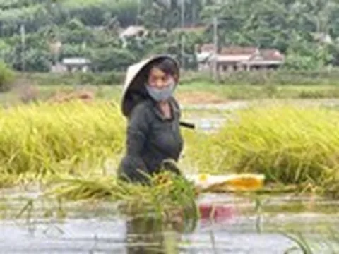 Cận cảnh lúa chín nảy mầm trong nước lũ, người dân cùng nhau vớt vát chút thành quả