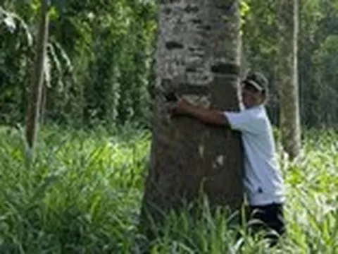 Mùa mít nài chín cùng những ngày đẹp nhất của tuổi thơ