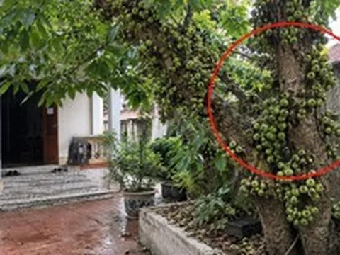 Lời khuyên đến tất cả các gia đình đang trồng cây sung