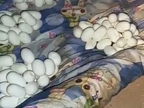 Trở về nhà sau 6 tháng đi làm, chứng kiến cảnh tượng kinh hoàng ngay khi mở cửa