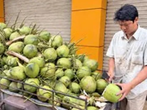 Dừa tươi miền Tây bán tại vườn chỉ 6.500 đồng/trái, sao ra chợ lại 15.000 đồng?
