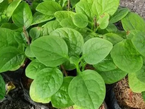 Lời khuyên đến tất cả các gia đình đang trồng rau mồng tơi