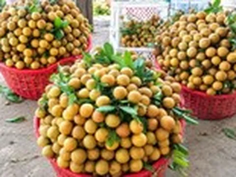 ‘Tôi bán mít ruột đỏ tại vườn 2.000 đồng, nhưng khi vào siêu thị thấy bán 120.000 đồng/kg’