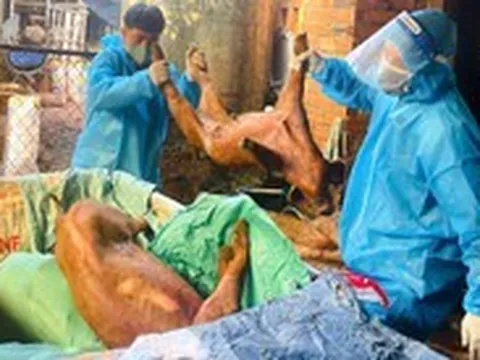 Tiêu hủy đàn heo mắc dịch tả heo châu Phi ở xã Xuân Sơn, TP.HCM
