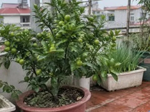 Lời khuyên đến tất cả các gia đình đang trồng cây quất