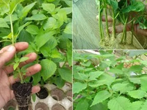 Lời khuyên đến tất cả các gia đình đang trồng rau kinh giới