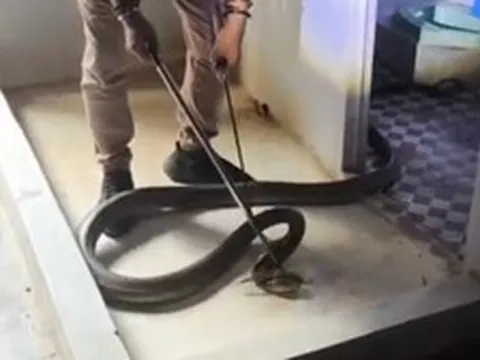 Thót tim cảnh rắn hổ mang chúa "khủng" hơn 3m vắt mình lên mái phòng tắm rình mồi, chủ nhà tá hoả gọi đội cứu hộ