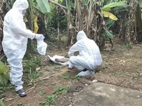 Chó nghi mắc bệnh dại cắn liên tiếp 6 người ở Quảng Ngãi