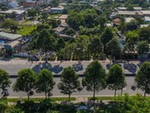 Di dời 186 cây xanh làm nút giao Phạm Văn Đồng - vành đai 2 TP.HCM
