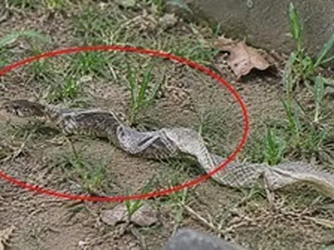Thấy rắn đang lột da trong vườn nhà nên làm gì đầu tiên?