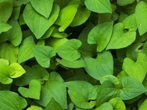 Lời khuyên đến tất cả các gia đình đang trồng cây diếp cá