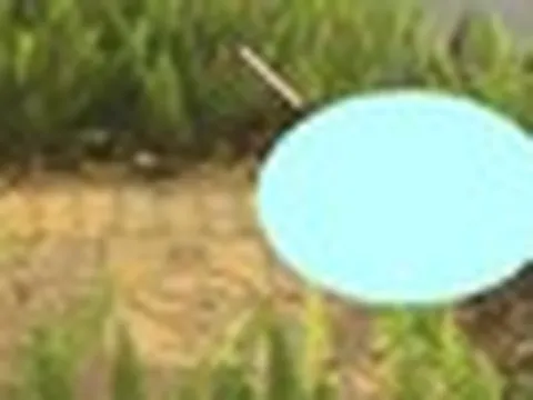 Người phụ nữ phát hiện con vật khổng lồ bò trong bụi cây, chuyên gia lập tức đưa ra cảnh báo