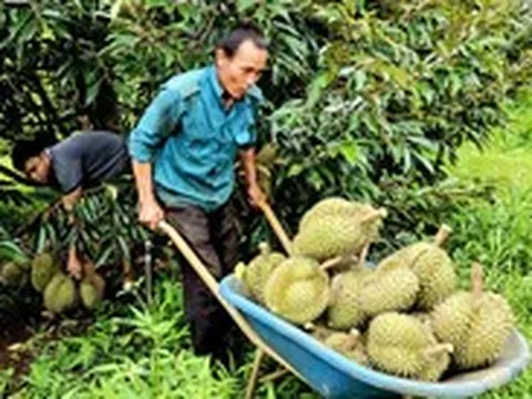 Giá sầu riêng bất ngờ tăng giúp nhiều nông dân Tây Nguyên thu tiền tỉ