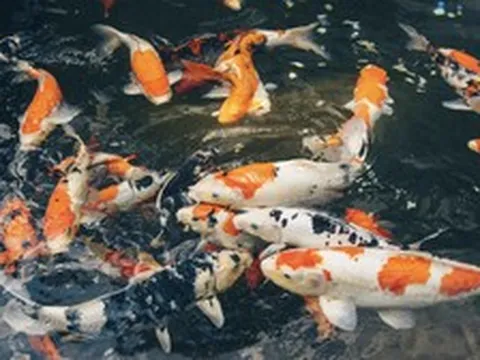 Vì sao chúng ta không ăn cá Koi?