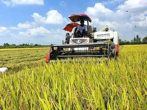 Sắp diễn ra festival quốc tế đặc biệt, 25.000 chậu lúa sẽ được trưng bày