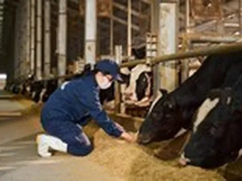 Thịt bò tươi ủ mát theo tiêu chuẩn Nhật Bản có gì khác biệt?