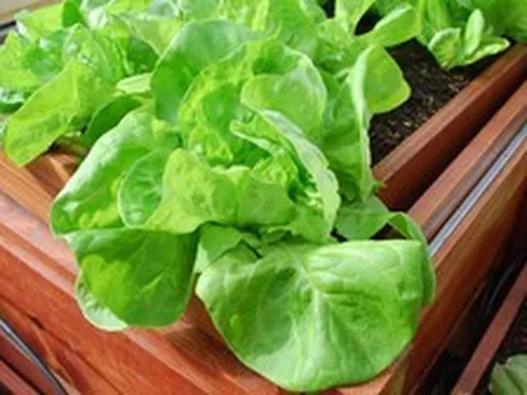 Lời khuyên đến tất cả các gia đình đang trồng cây xà lách