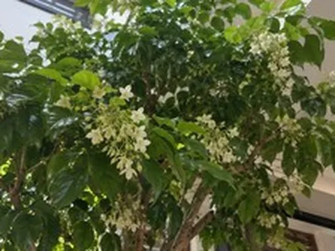 5 cây nở hoa trong nhà báo hiệu phong thủy rất tốt
