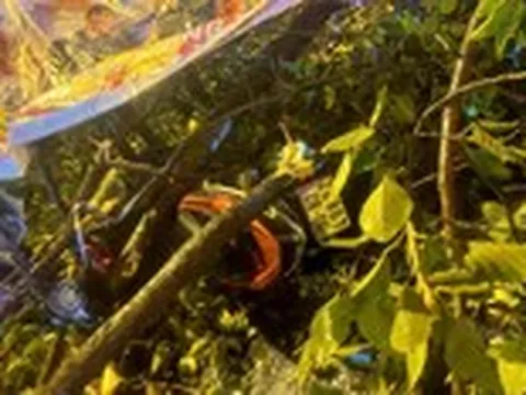 Cây xanh đổ làm chết người: Đừng đợi tai nạn rồi mới nói chuyện trách nhiệm