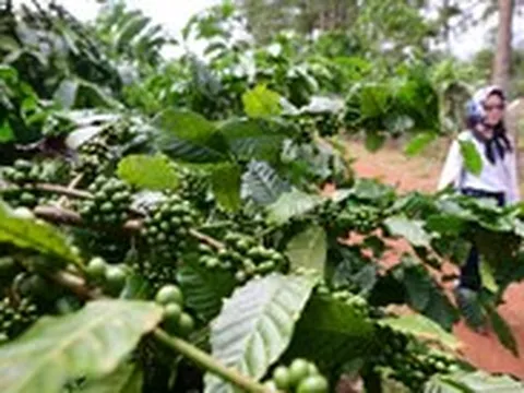 Tại sao giá cà phê liên tục giảm sau khi lên 96.000 đồng/kg?