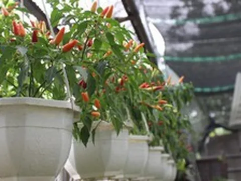 Lời khuyên cho tất cả các gia đình đang trồng cây ớt