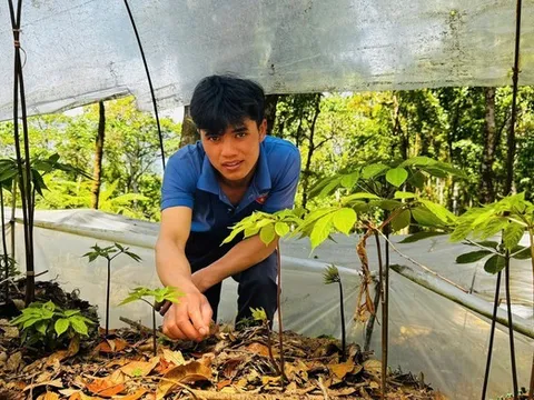 Gian nan giữ "vàng xanh" giữa đại ngàn Quảng Ngãi