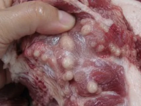 3 phần thịt lợn KHÔNG NÊN mua
