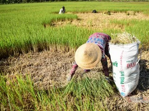 El Nino lần thứ 6 đạt cực đại sau 76 năm, miền Nam đối mặt hạn hán khốc liệt