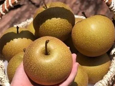 Loại quả đặc sản vùng cao Tây Bắc, giòn ngọt, mọng nước, có mùi thơm đặc trưng