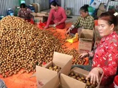 Giá cả đầu ngày: Heo, gà nhập khẩu giá rẻ tràn chợ; Thanh nhãn cuối vụ vẫn đắt, giá dừa giảm
