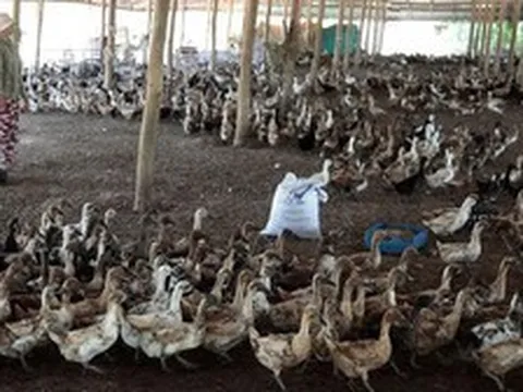 So sánh sản lượng trứng vịt gấp 40 lần tỉnh hơn 100 triệu dân của Trung Quốc, quan chức một tỉnh Campuchia "gây bão" dư luận
