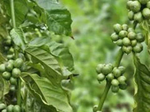 Giá cà phê rời mốc 95.000 đồng/kg, vụ mới có thể còn gây sức ép