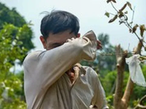Sông Pheo chậm thoát nước ra sông Nhuệ, dân làng hoa Tây Tựu chua xót nhìn hoa chết
