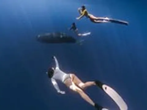 Người đẹp Việt lặn theo cá nhà táng ở Mauritius