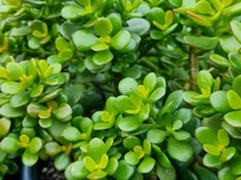 3 loại cây xanh khỏe trong nhà báo hiệu phong thủy tốt: Ai hỏi mua cũng đừng nên bán