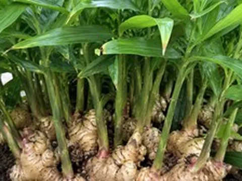 4 lý do nên trồng gừng trong nhà