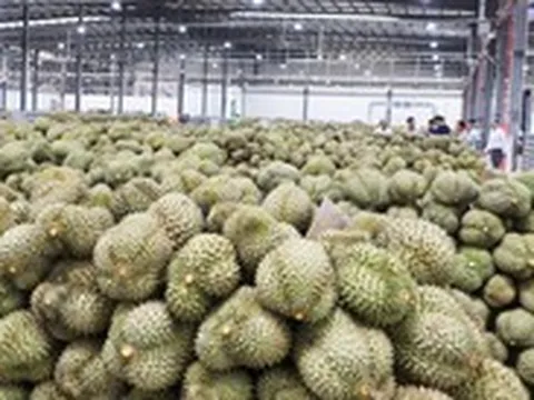Vì sao sản lượng sầu riêng Việt Nam vượt Thái Lan  nhưng giá trị thu về lại thấp hơn?