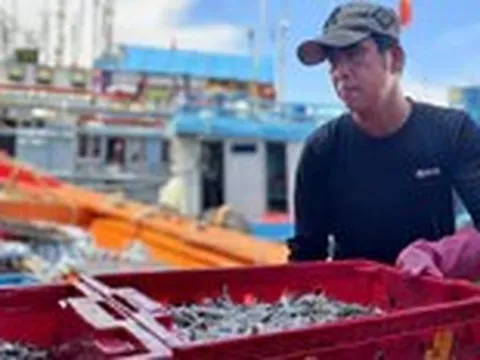 Rộn ràng mùa cá cơm ở Quảng Ngãi