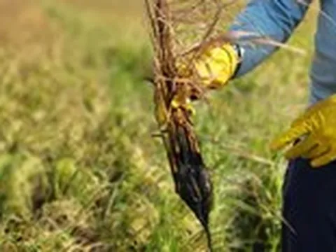 Giữa mùa nước nổi mà lo hạn mặn khốc liệt vì El Nino: 
Không để vào thế trở tay không kịp khi ứng phó hạn mặn