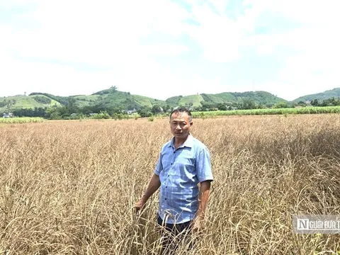 Lũ dữ rút đi, nước mắt nông dân ở lại