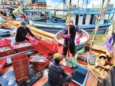 Thâu đêm dò luồng cá cơm trên biển Quảng Ngãi