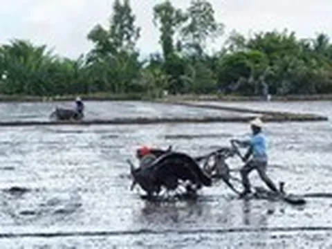 Giữa mùa nước nổi mà lo hạn mặn khốc liệt vì El Nino - Bài 4: Cần kích hoạt kế hoạch phòng chống hạn mặn sớm