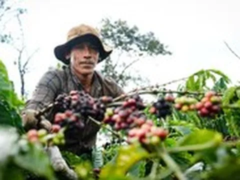 Robusta tuần qua: Sản lượng Robusta Brazil giảm 6,6%