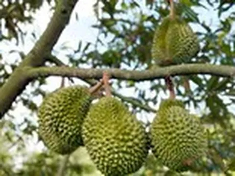 Thực phẩm an toàn không chỉ dành cho xuất khẩu