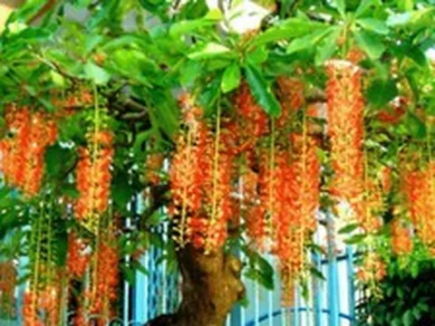 4 lý do nên trồng cây lộc vừng
