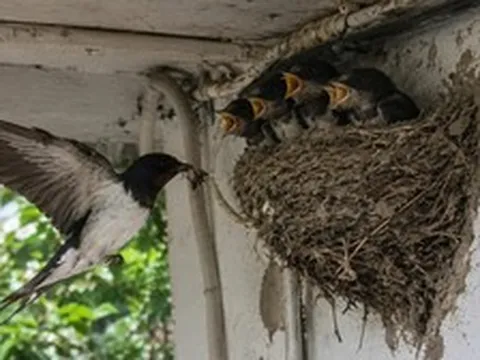 4 vật vào nhà làm tổ báo hiệu phong thủy rất tốt