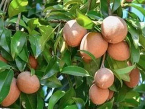 5 lời khuyên cho các gia đình đang trồng cây hồng xiêm