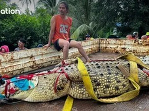Nước lũ dâng cao, chùa ở Thái Lan dùng cần cẩu di chuyển cá sấu hơn 400kg