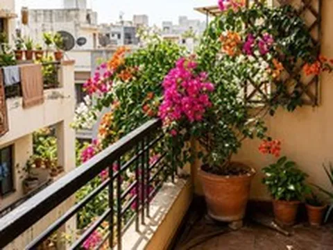 Ban công hướng Tây nắng như đổ lửa, trồng cây gì để vừa sống khỏe vừa đẹp?