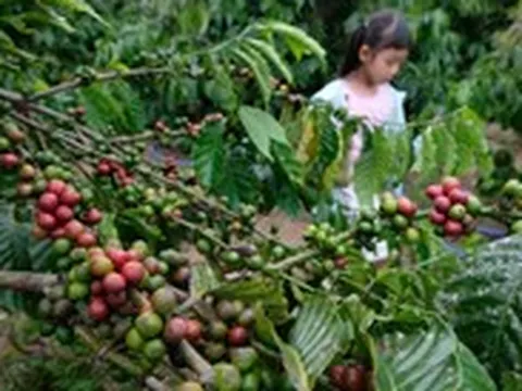 Khám phá 'chuẩn hoa hậu' của Robusta